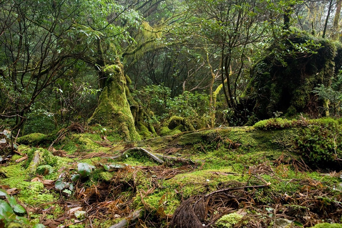 Bosque de Yakushima