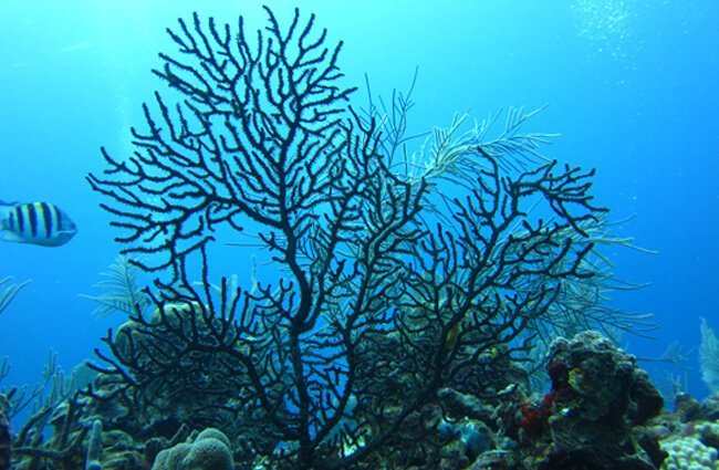 coral negro